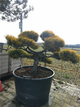 Berg-Kiefer 'Winter Gold' - Pinus mugo 'Wintergold' - Bonsai