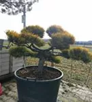 Berg-Kiefer 'Winter Gold' - Pinus mugo 'Wintergold' - Bonsai