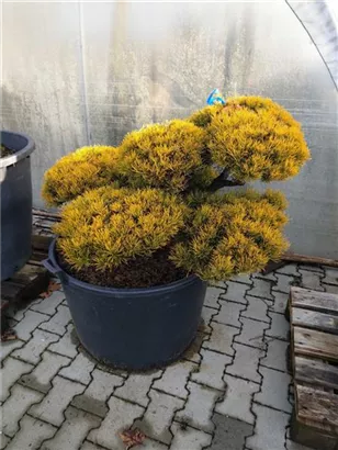 Berg-Kiefer 'Winter Gold' - Pinus mugo 'Wintergold' - Bonsai