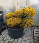 Berg-Kiefer 'Winter Gold' - Pinus mugo 'Wintergold' - Bonsai