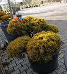 Berg-Kiefer 'Winter Gold' - Pinus mugo 'Wintergold' - Bonsai