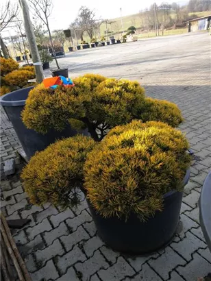 Berg-Kiefer 'Winter Gold' - Pinus mugo 'Wintergold' - Bonsai