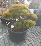 Berg-Kiefer 'Winter Gold' - Pinus mugo 'Wintergold' - Bonsai