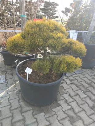 Berg-Kiefer 'Winter Gold' - Pinus mugo 'Wintergold' - Bonsai