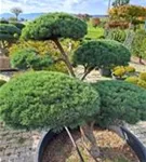 Zwerg-Silberkiefer - Pinus sylvestris 'Watereri' - Bonsai