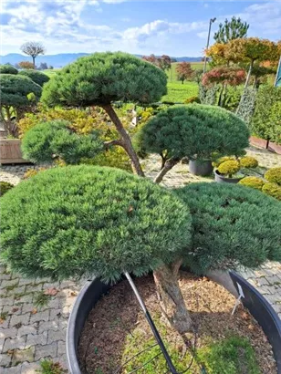 Zwerg-Silberkiefer - Pinus sylvestris 'Watereri' - Bonsai