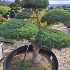 Pinus sylvestris 'Watereri' - Bonsai, Gartenbonsai Nr. 2 200 x 200-