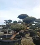 Zwerg-Silberkiefer - Pinus sylvestris 'Watereri' - Bonsai