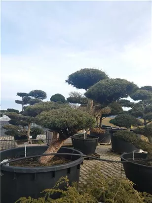 Zwerg-Silberkiefer - Pinus sylvestris 'Watereri' - Bonsai