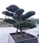 Zwerg-Silberkiefer - Pinus sylvestris 'Watereri' - Bonsai