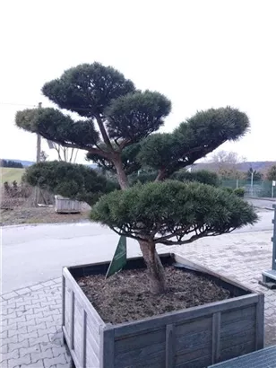 Zwerg-Silberkiefer - Pinus sylvestris 'Watereri' - Bonsai