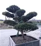 Zwerg-Silberkiefer - Pinus sylvestris 'Watereri' - Bonsai