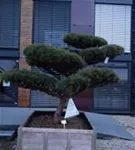 Zwerg-Silberkiefer - Pinus sylvestris 'Watereri' - Bonsai