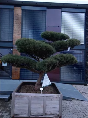 Zwerg-Silberkiefer - Pinus sylvestris 'Watereri' - Bonsai
