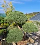 Zwerg-Silberkiefer - Pinus sylvestris 'Watereri' - Bonsai
