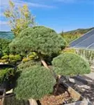 Zwerg-Silberkiefer - Pinus sylvestris 'Watereri' - Bonsai