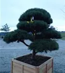Zwerg-Silberkiefer - Pinus sylvestris 'Watereri' - Bonsai