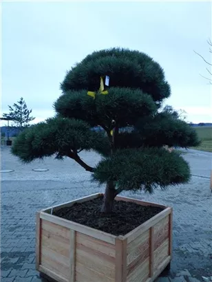 Zwerg-Silberkiefer - Pinus sylvestris 'Watereri' - Bonsai