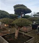 Zwerg-Silberkiefer - Pinus sylvestris 'Watereri' - Bonsai