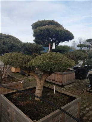 Zwerg-Silberkiefer - Pinus sylvestris 'Watereri' - Bonsai
