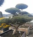 Zwerg-Silberkiefer - Pinus sylvestris 'Watereri' - Bonsai
