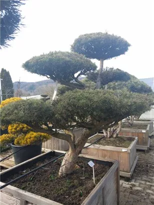 Zwerg-Silberkiefer - Pinus sylvestris 'Watereri' - Bonsai
