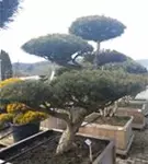 Zwerg-Silberkiefer - Pinus sylvestris 'Watereri' - Bonsai