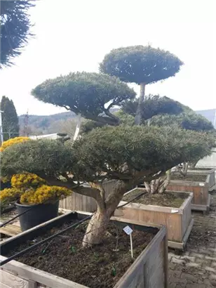 Zwerg-Silberkiefer - Pinus sylvestris 'Watereri' - Bonsai