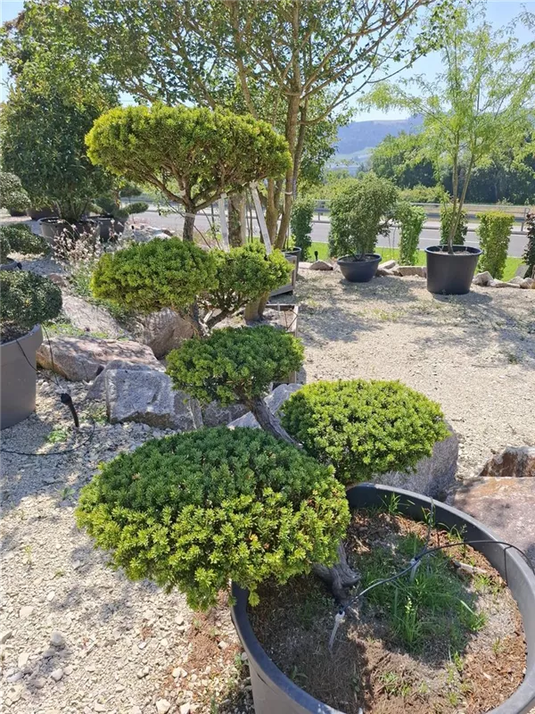 Japan.Zwergeibe - Taxus cuspidata 'Nana' Japan.Zwergeibe - Taxus cuspidata 'Nana'