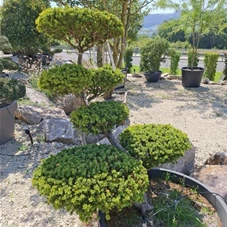 Taxus cuspidata 'Nana', Gartenbonsai Nr. 22 120- 140
