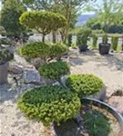 Japan.Zwergeibe - Taxus cuspidata 'Nana'