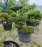 Japan.Zwergeibe - Taxus cuspidata 'Nana' Japan.Zwergeibe - Taxus cuspidata 'Nana'