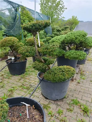 Japan.Zwergeibe - Taxus cuspidata 'Nana'