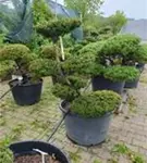 Japan.Zwergeibe - Taxus cuspidata 'Nana'