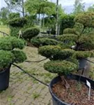 Japan.Zwergeibe - Taxus cuspidata 'Nana'