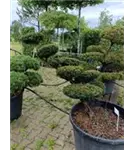 Japan.Zwergeibe - Taxus cuspidata 'Nana'