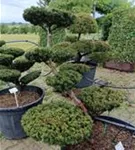 Japan.Zwergeibe - Taxus cuspidata 'Nana'