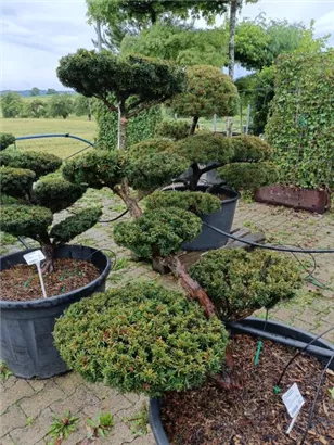 Japan.Zwergeibe - Taxus cuspidata 'Nana'