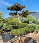 Fruchtende Bechereibe - Taxus media 'Hicksii' - Bonsai