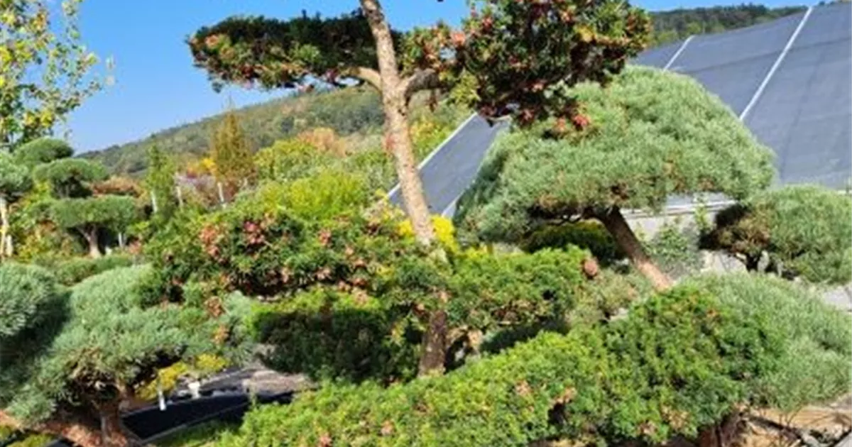 dicker bambus winterhart Seedeo® Moso Bambus (Riesenbambus) Phyllostachys edulis 100 Samen
