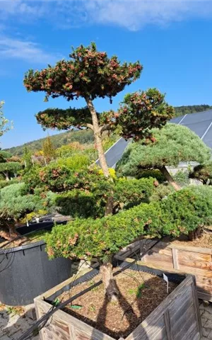 Taxus media 'Hicksii' - Bonsai