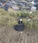 Hänge-Hemlocktanne - Tsuga canadensis 'Pendula'