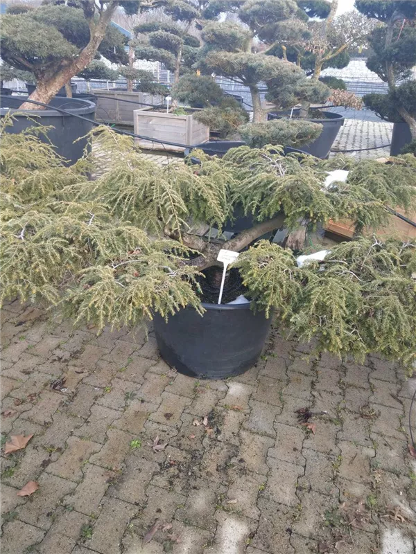 Hänge-Hemlocktanne - Tsuga canadensis 'Pendula'