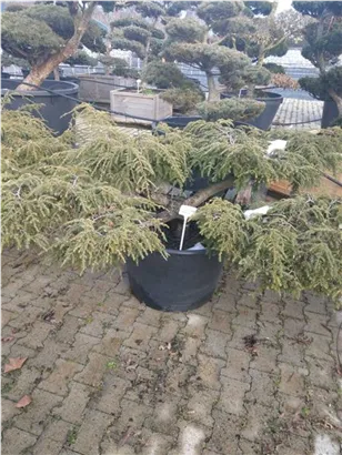 Hänge-Hemlocktanne - Tsuga canadensis 'Pendula'