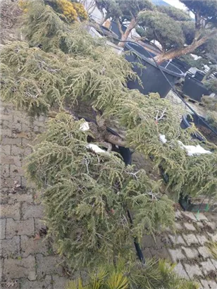 Hänge-Hemlocktanne - Tsuga canadensis 'Pendula'