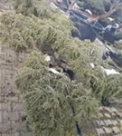 Hänge-Hemlocktanne - Tsuga canadensis 'Pendula'