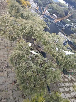 Hänge-Hemlocktanne - Tsuga canadensis 'Pendula'