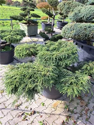 Hänge-Hemlocktanne - Tsuga canadensis 'Pendula'