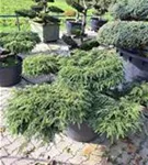 Hänge-Hemlocktanne - Tsuga canadensis 'Pendula'
