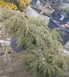 Hänge-Hemlocktanne - Tsuga canadensis 'Pendula'